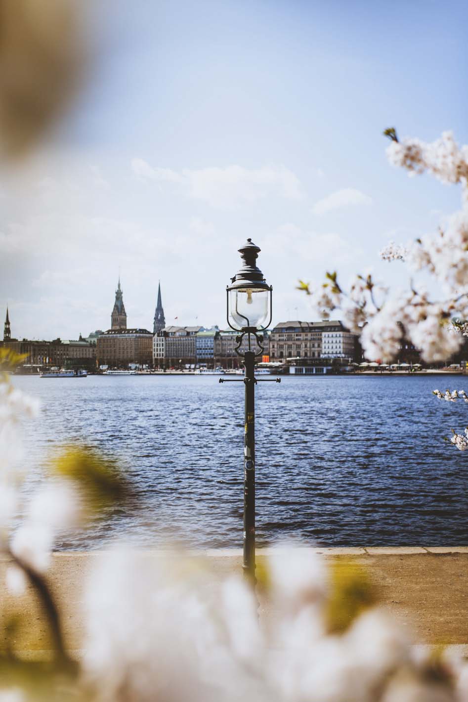 Hamburg blossom