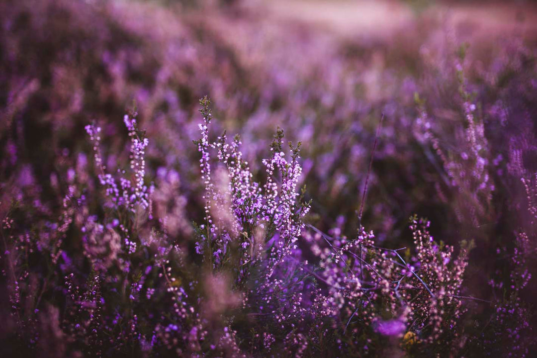 Heideblüte