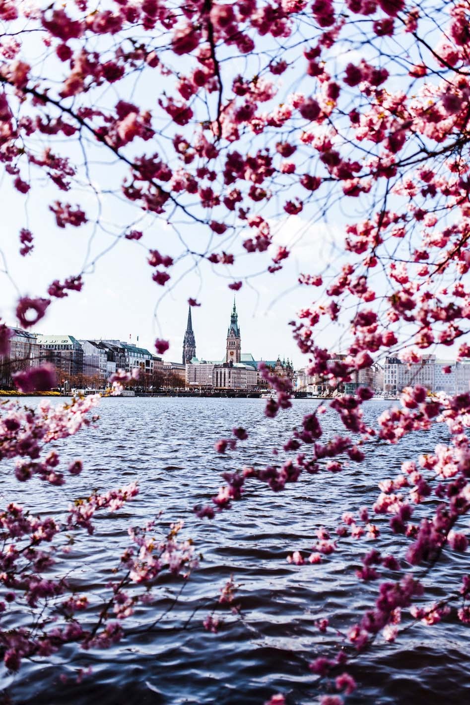 Pink Hamburg