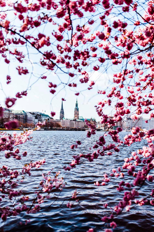 Pink Hamburg