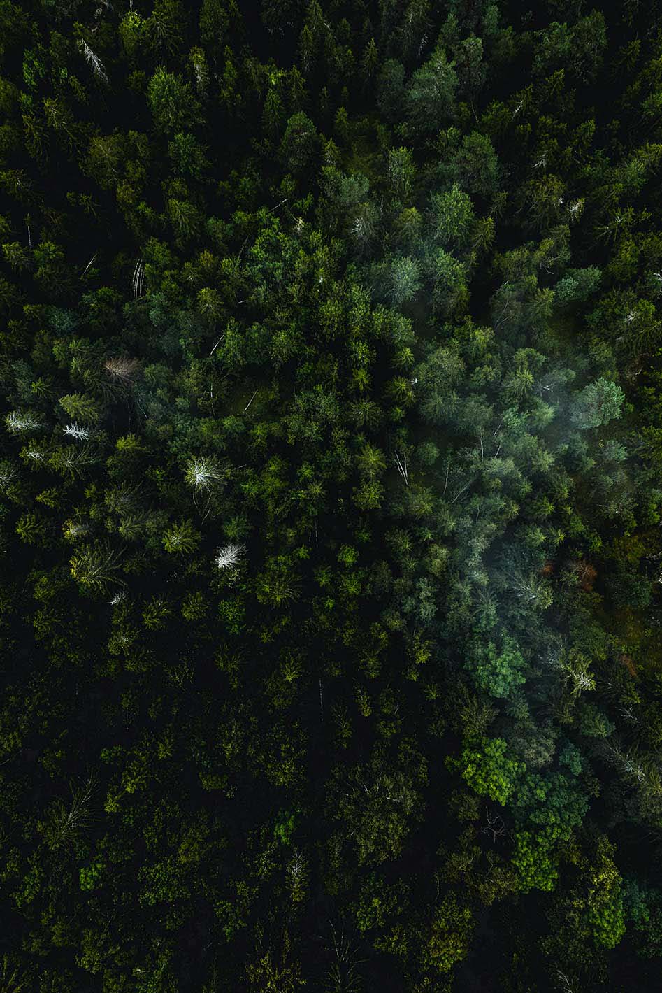 WALD